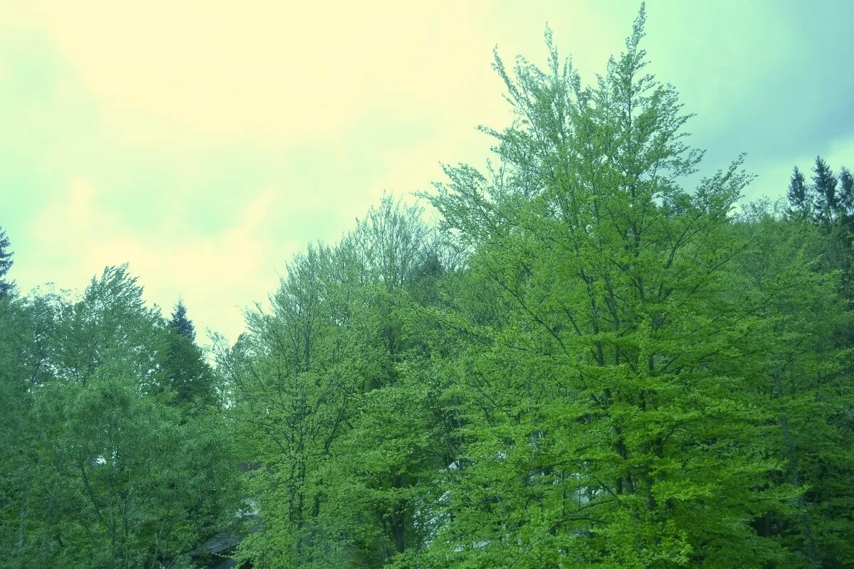 What is White Balance in Photography - Explained