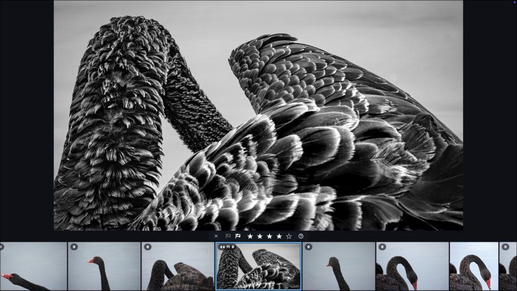 Using QuickReview in Mylio Photos to Rate, Flag, and Cull